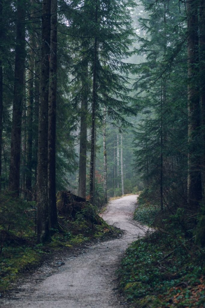 Pathway through trees